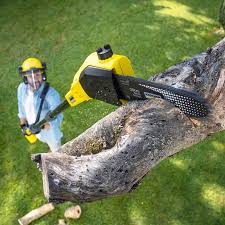 Best Tree Disease Treatment  in Meadowlakes, TX