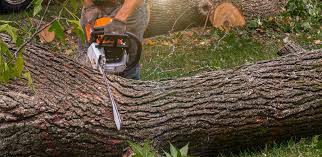 Best Firewood Processing and Delivery  in Meadowlakes, TX