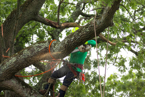 Best Palm Tree Trimming  in Meadowlakes, TX