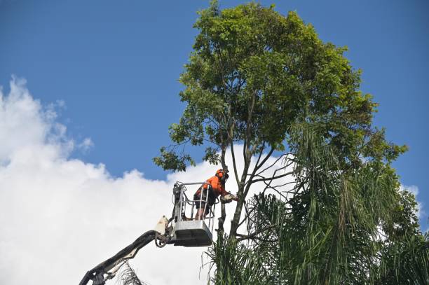 Best Stump Grinding and Removal  in Meadowlakes, TX