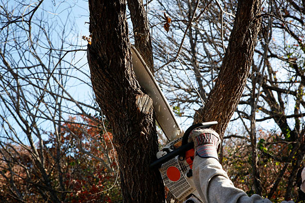 Best Emergency Tree Removal  in Meadowlakes, TX