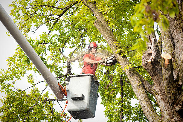 Trusted Meadowlakes, TX Tree Care Experts